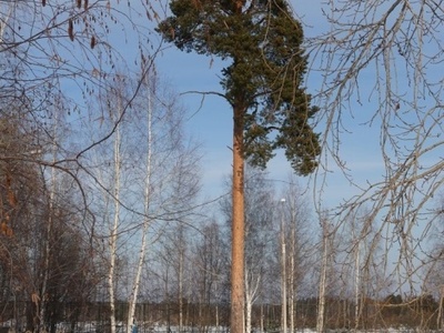Самое знаменитое дерево на территории города- 21 метровая сосна