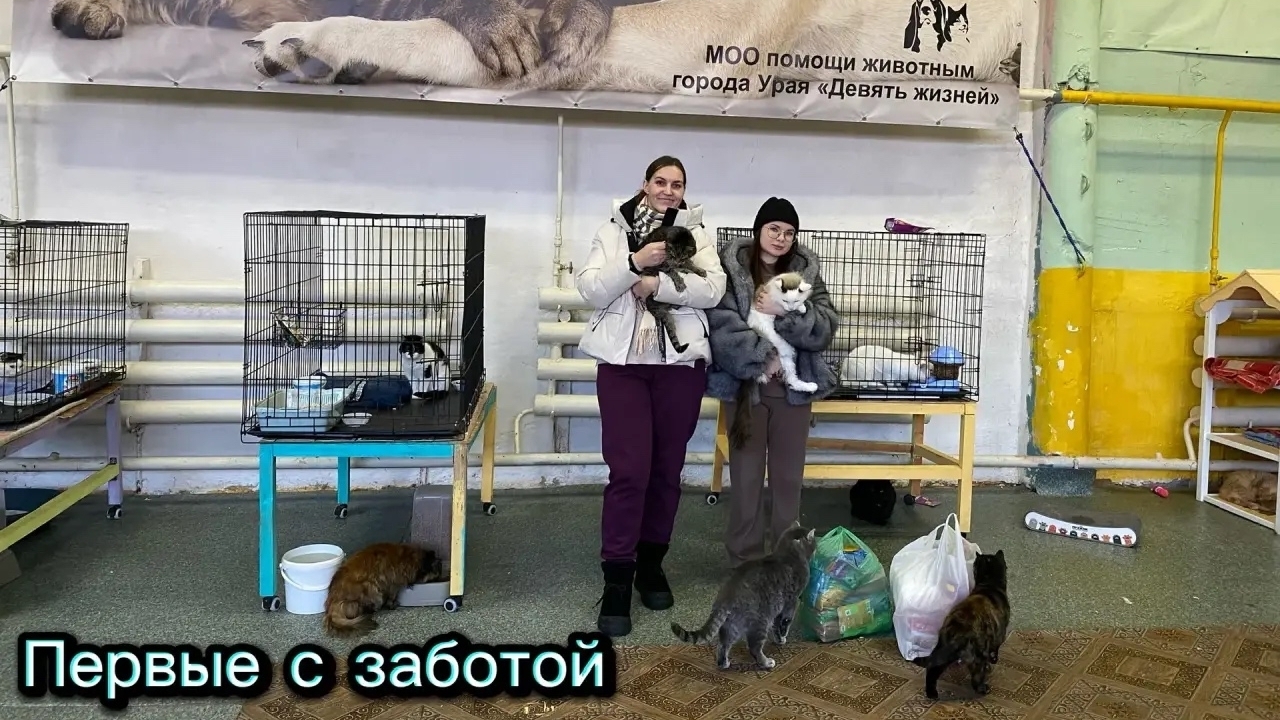 Четыре лапы